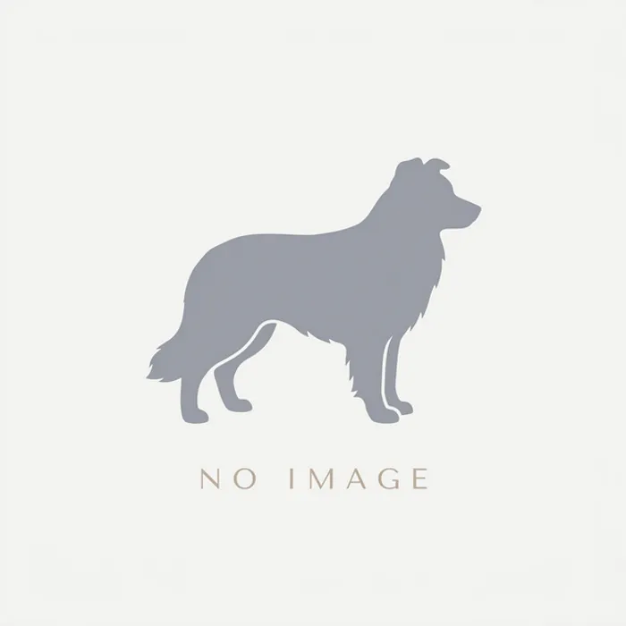 Cooper - ボーダーコリー ♂