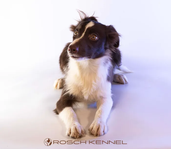 RSE203CPR - ボーダーコリー ♀