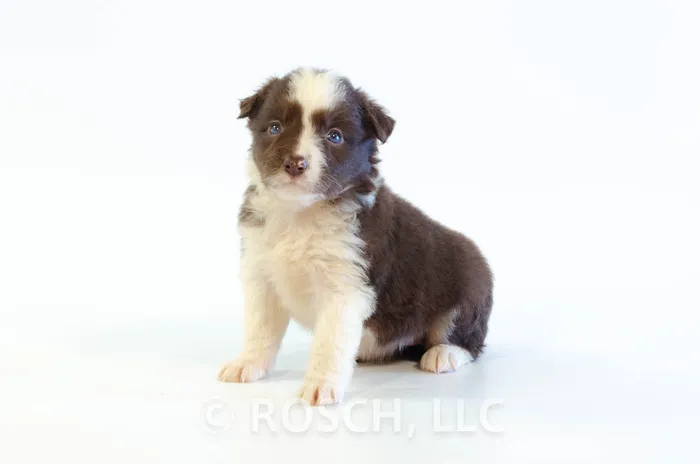 NOH304CPR - Border Collie ♀