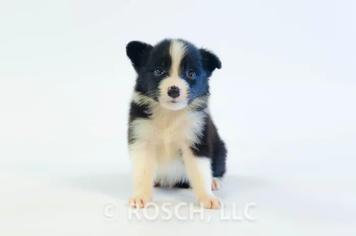 ILM401CPR - Border Collie ♂