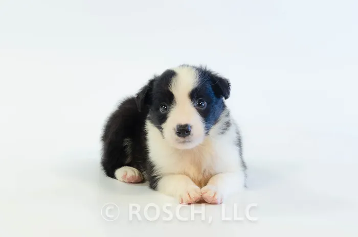 ILM403CPR - Border Collie ♂