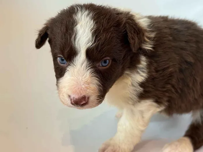 LWR302CPR - Border Collie ♂