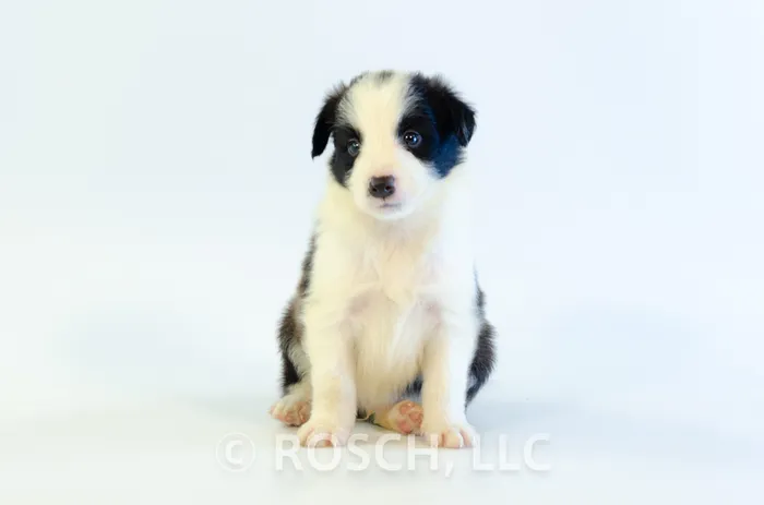JNA106CPR - Border Collie ♂