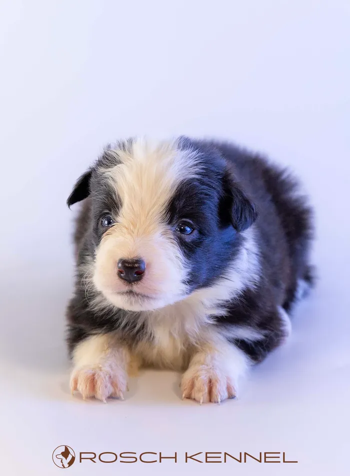 RSE303CPR - ボーダーコリー ♂