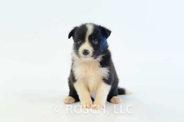 ILM405CPR - Border Collie ♂