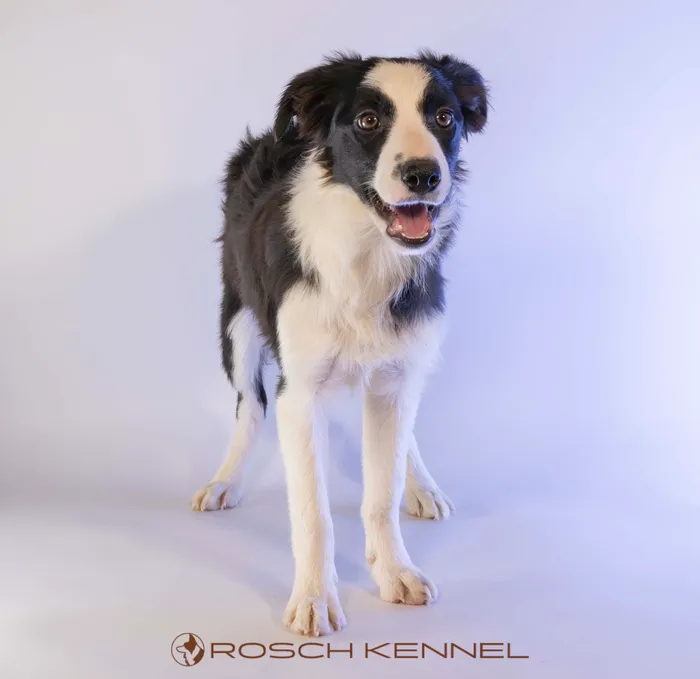 RSE206CPR - Border Collie ♀