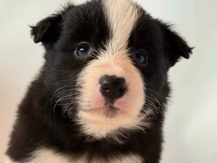 LWR305CPR - Border Collie ♀