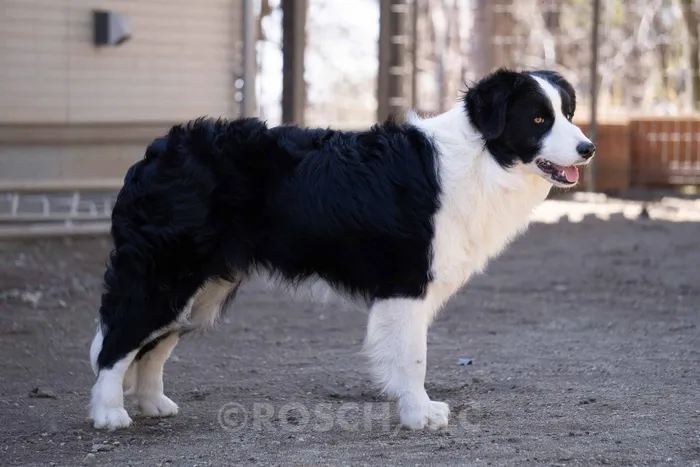 Lawra - ボーダーコリー ♀