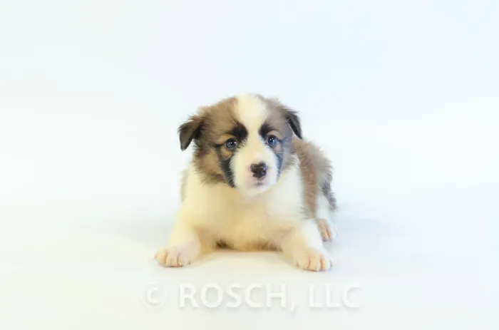 JNA101CPR - Border Collie ♂