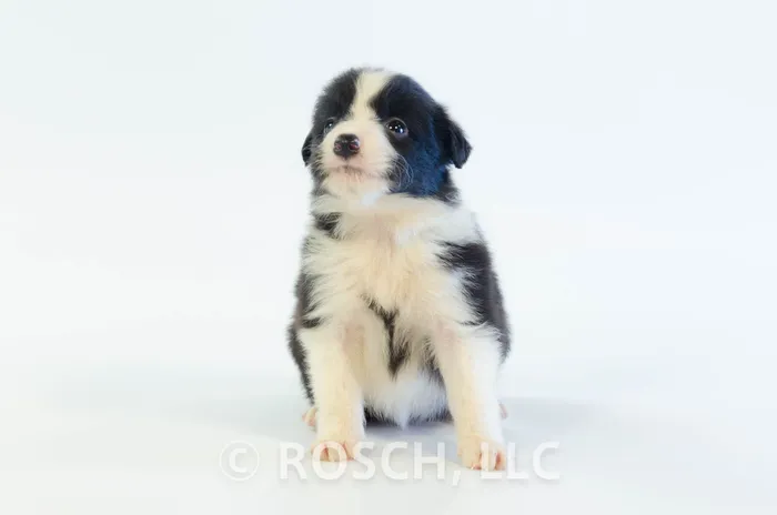 ILM402CPR - Border Collie ♂