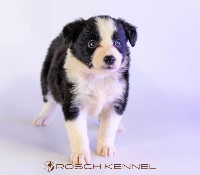 LWR405CPR - Border Collie ♀