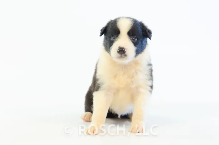 RSE204CPR - Border Collie ♂