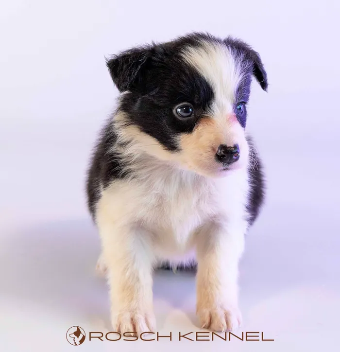 LWR401CPR - Border Collie ♂