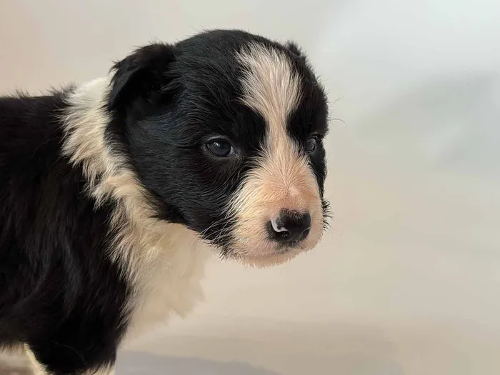 LWR301CPR - Border Collie ♂