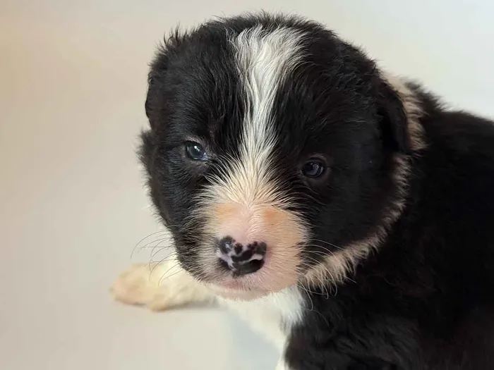 LWR303CPR - Border Collie ♀