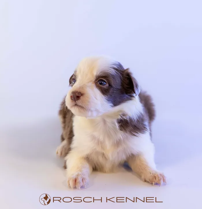 RSE305CPR - ボーダーコリー ♀