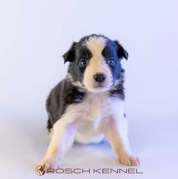 RSE306CPR - ボーダーコリー ♀