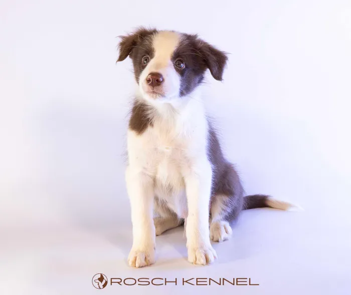 KNK601CPR - Border Collie ♂