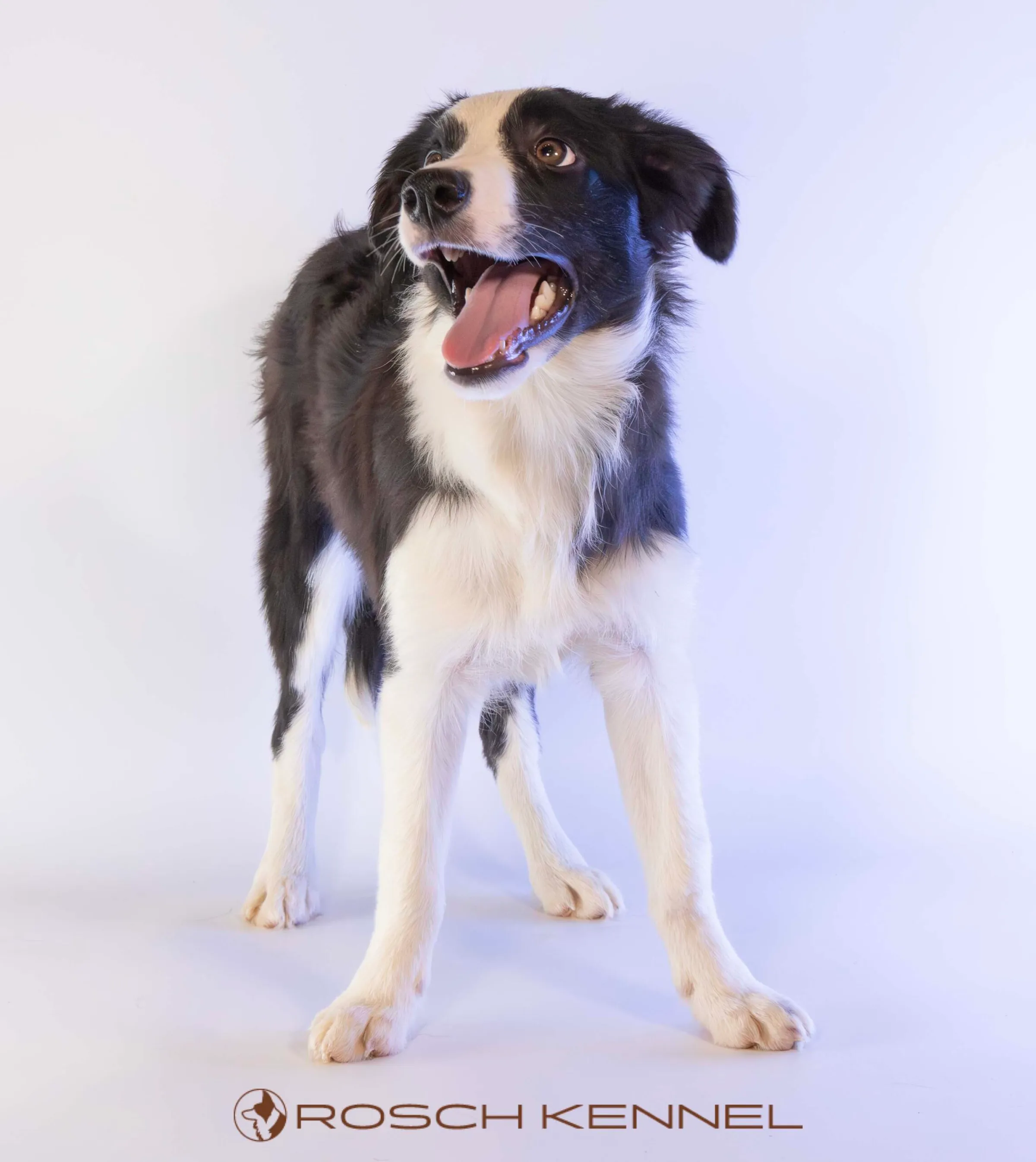 RSE206CPR - Photo 10