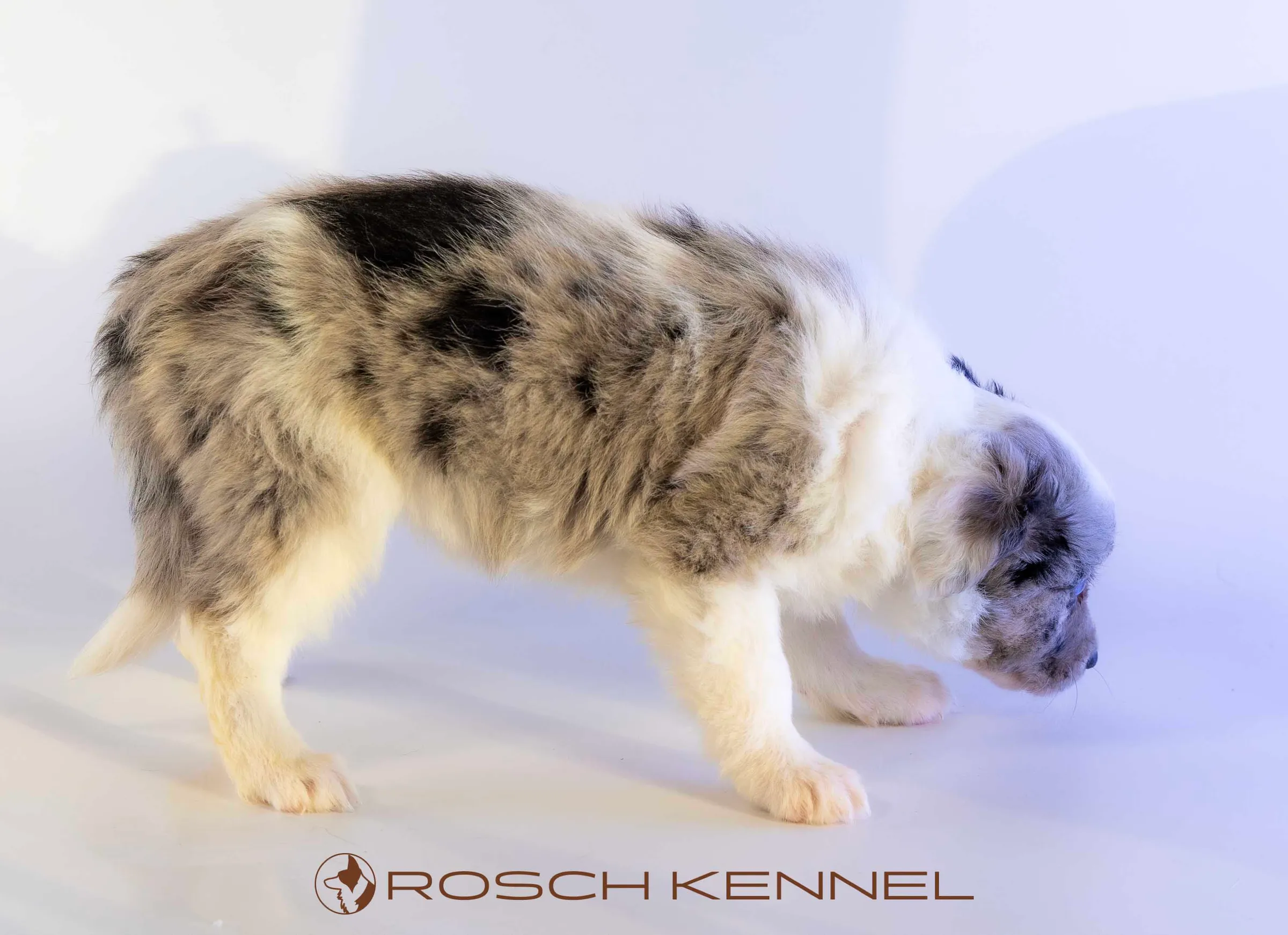 CNE303CPR - Photo 10