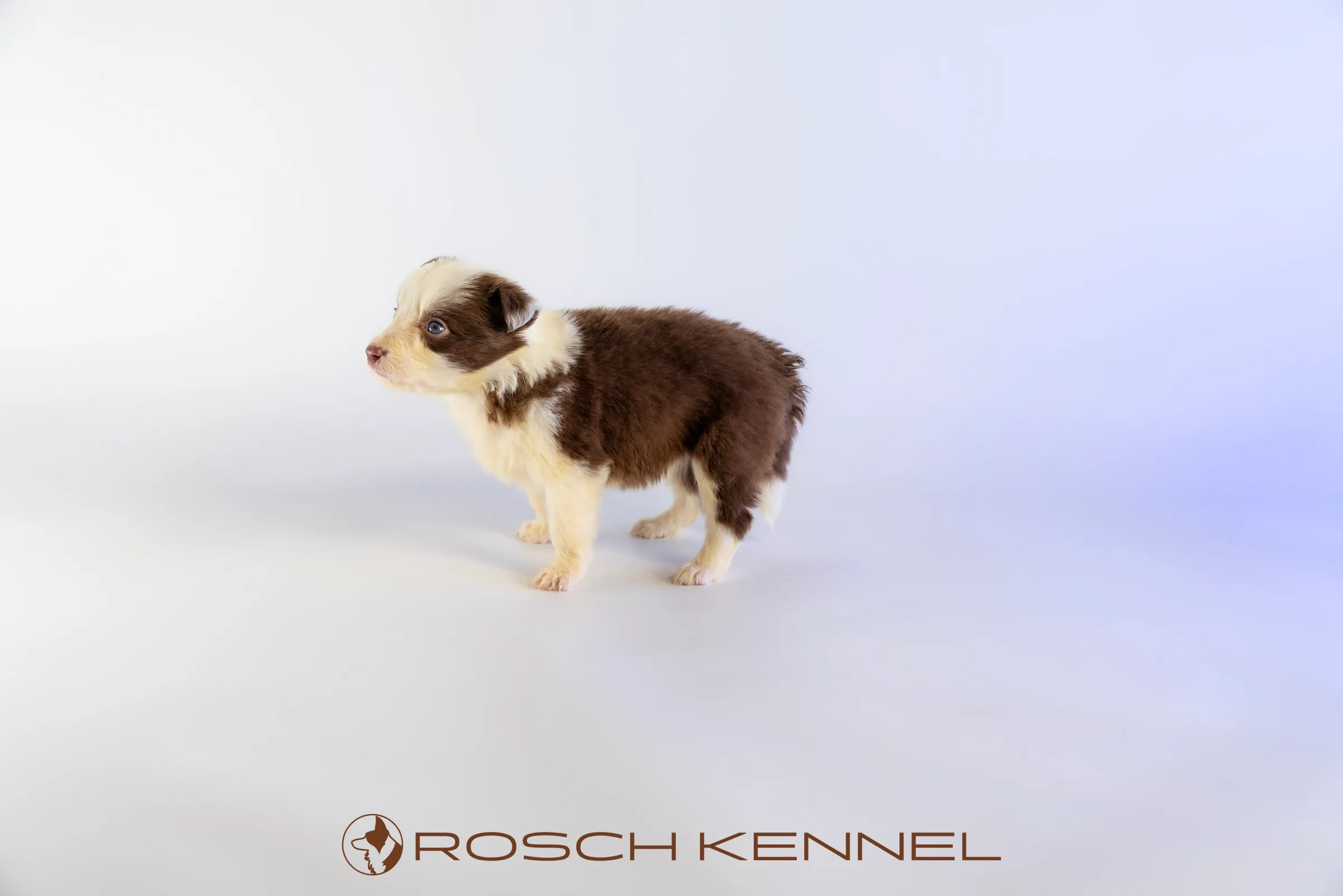 RSE305CPR - Photo 10