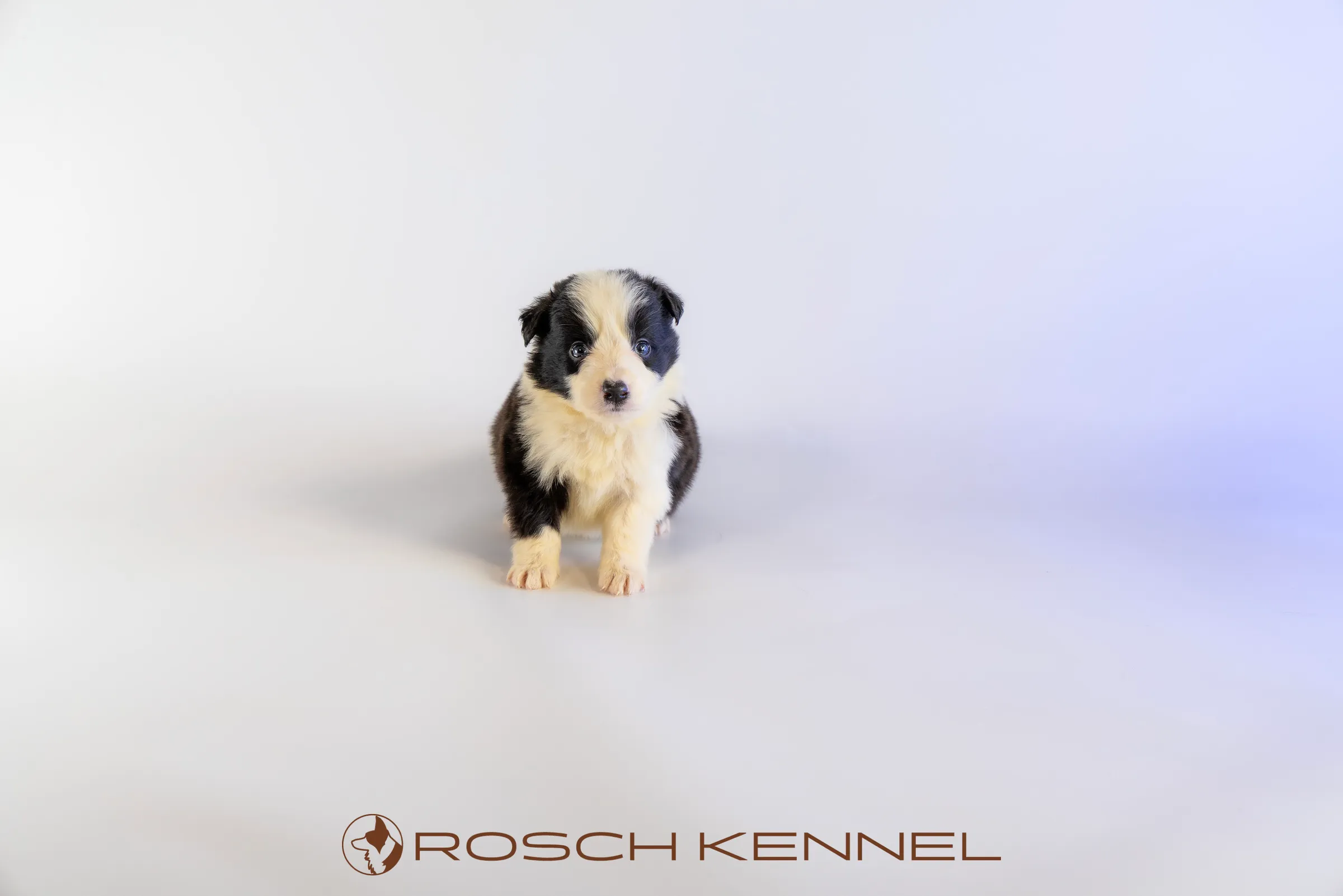 RSE304CPR - Photo 11