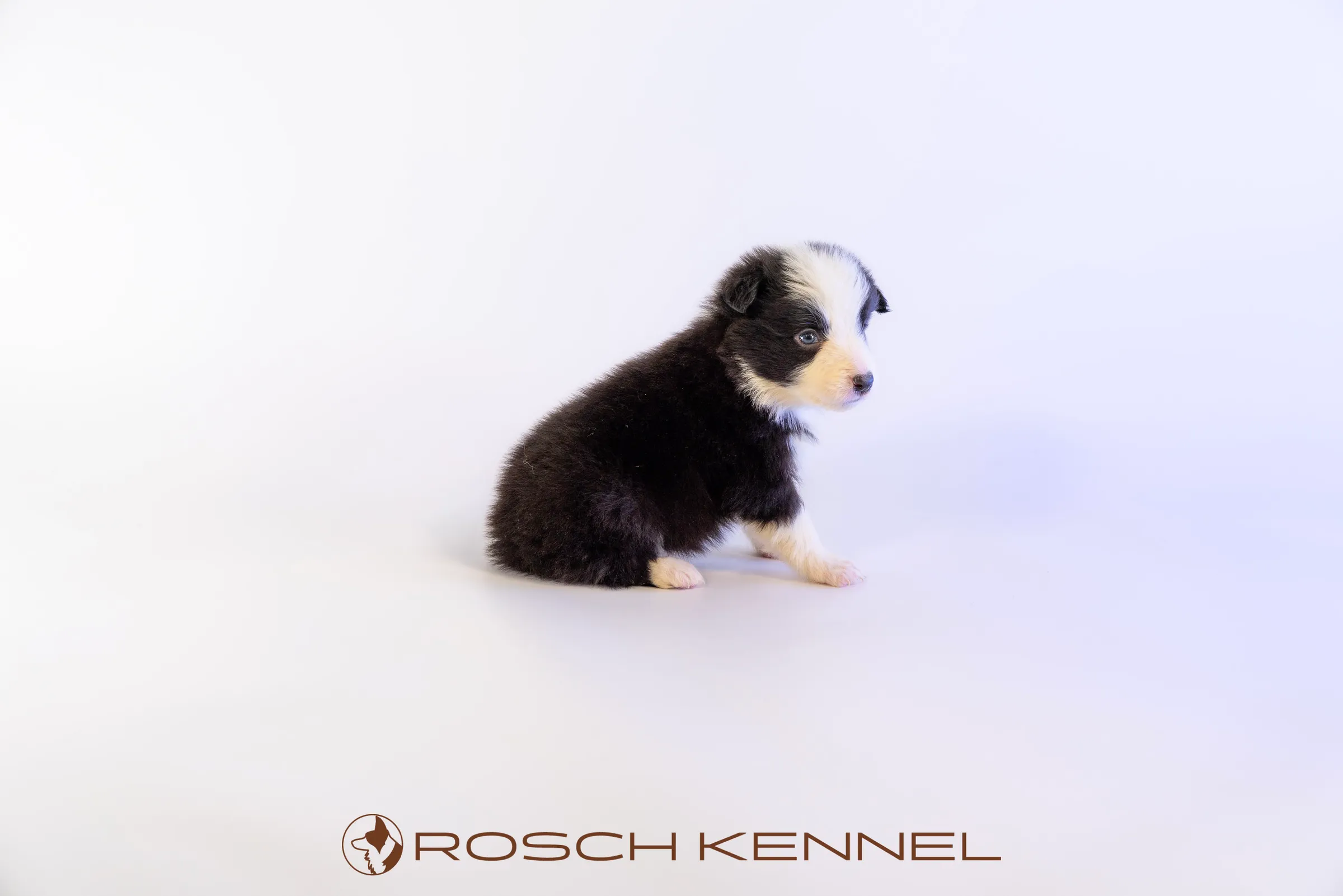 RSE303CPR - Photo 11