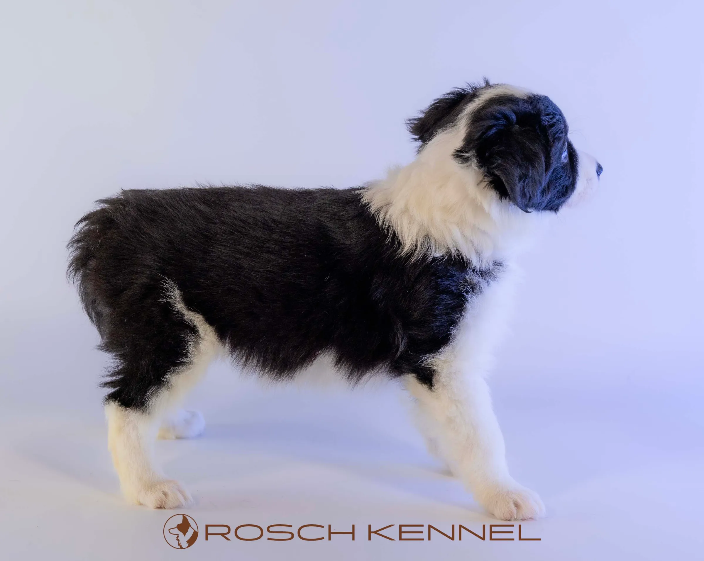 CNE305CPR - Photo 11