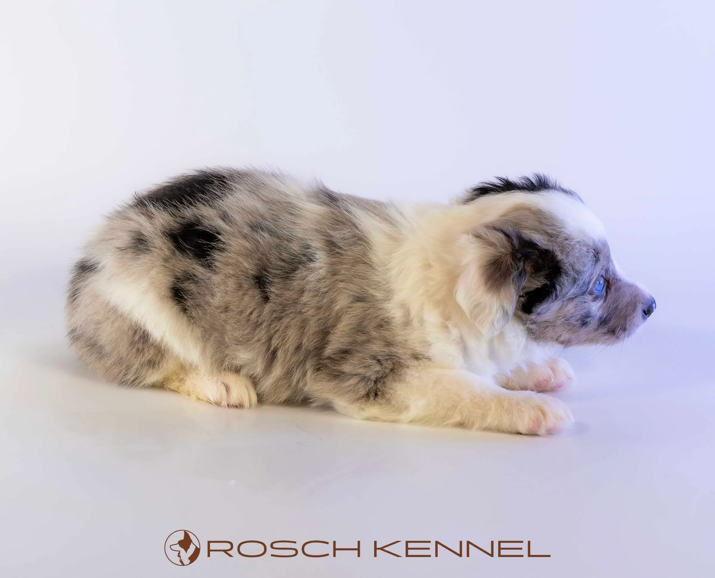 CNE303CPR - Photo 11