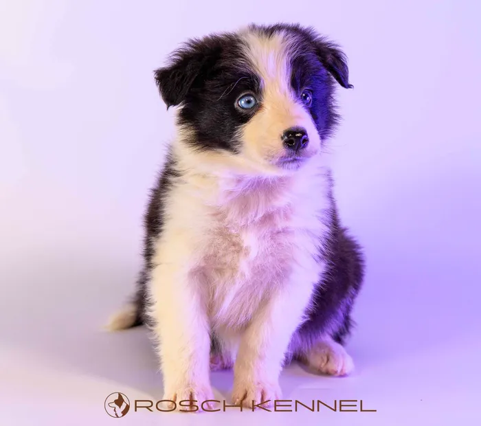 RSE302CPR - Border Collie ♂
