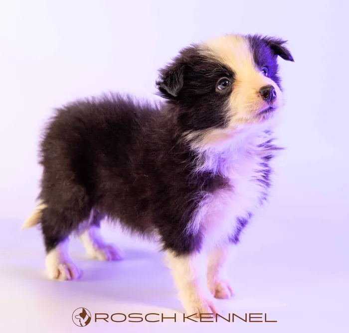 RSE303CPR - Border Collie ♂