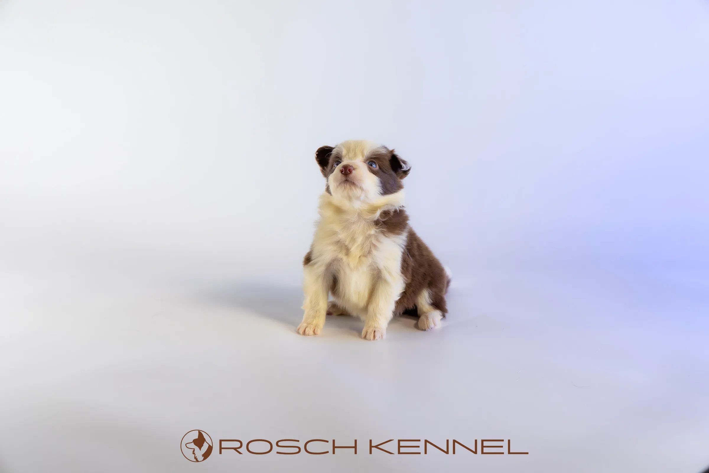 RSE305CPR - Photo 14