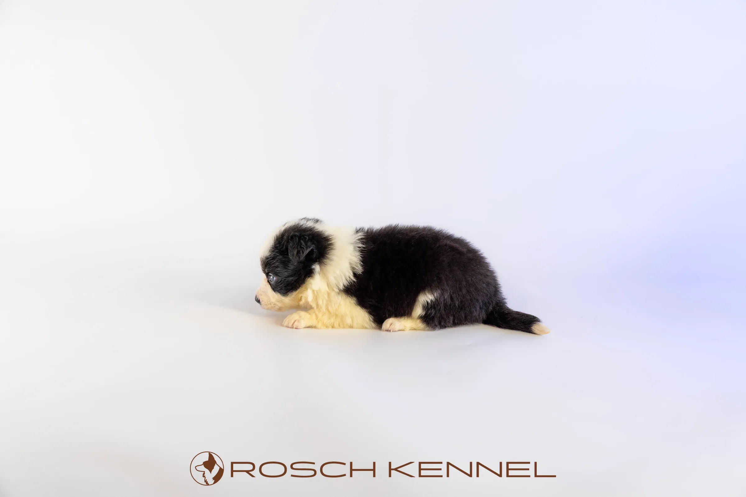 RSE304CPR - Photo 15