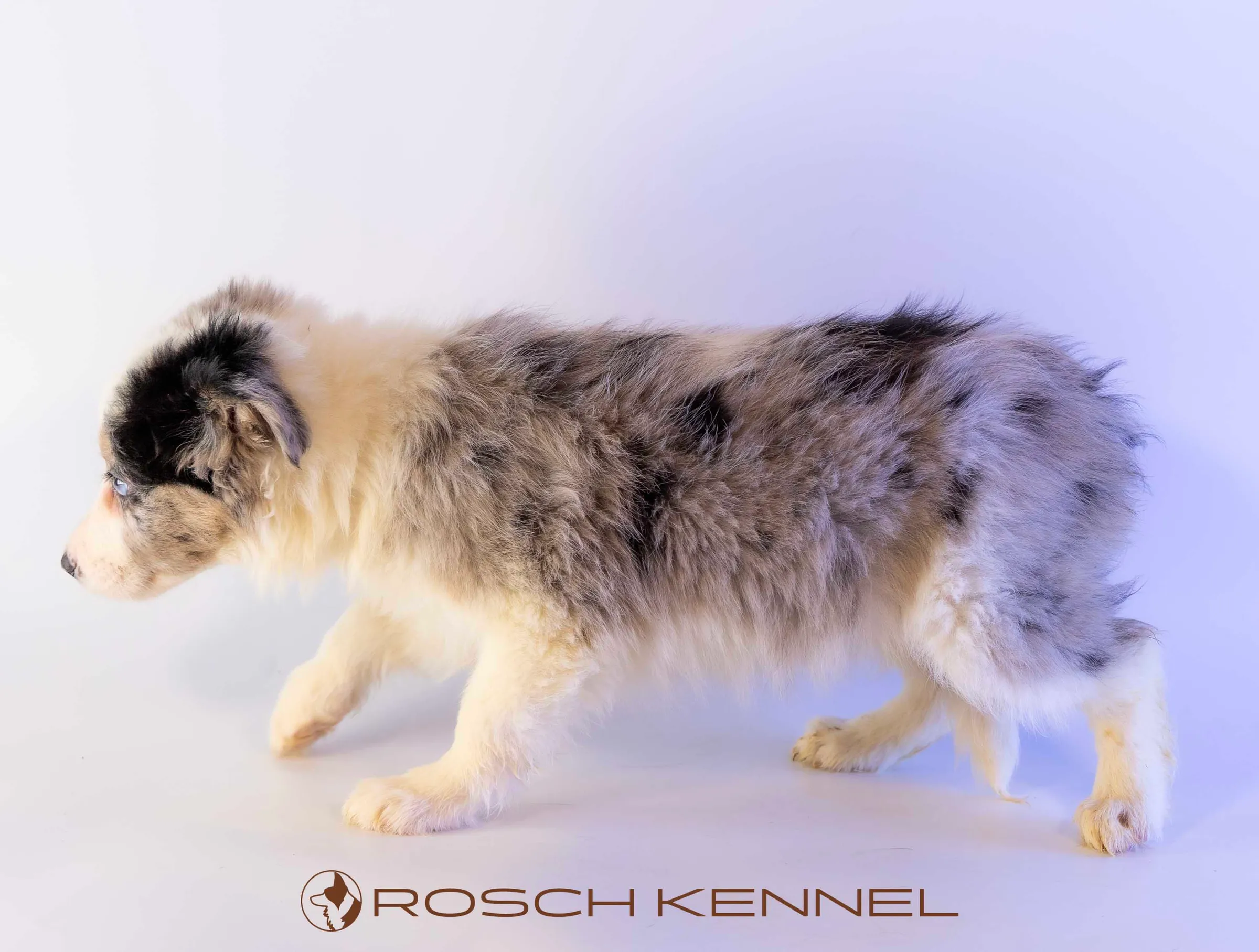 CNE303CPR - Photo 17