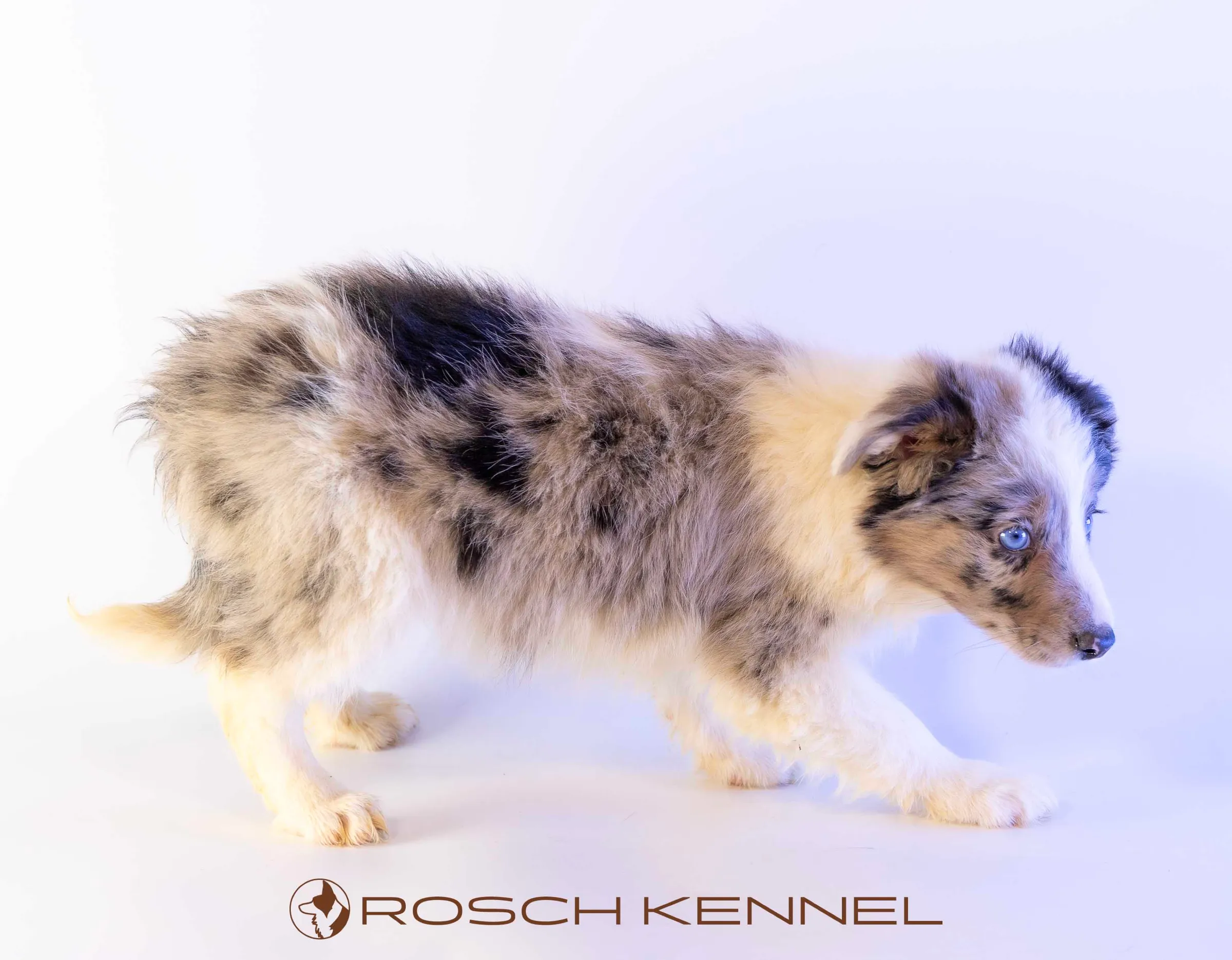 CNE303CPR - Photo 18