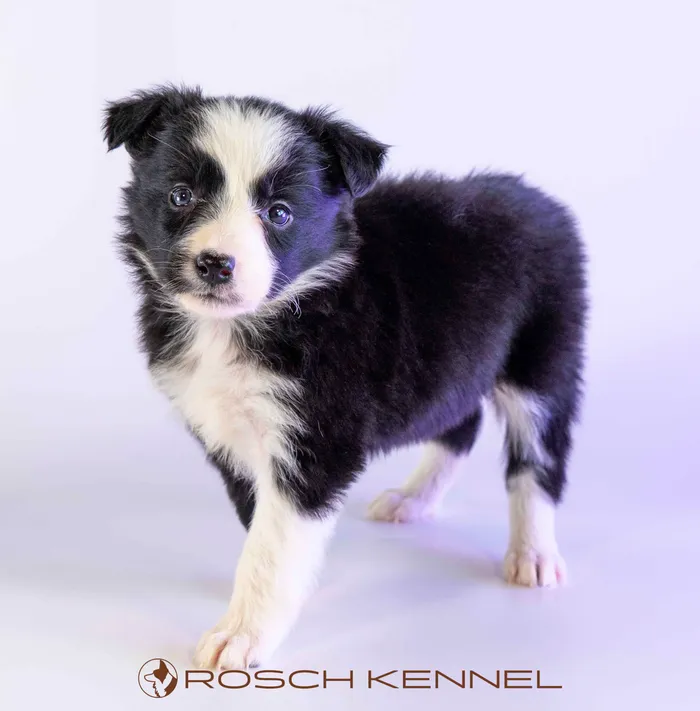 LWR406CPR - Border Collie ♀