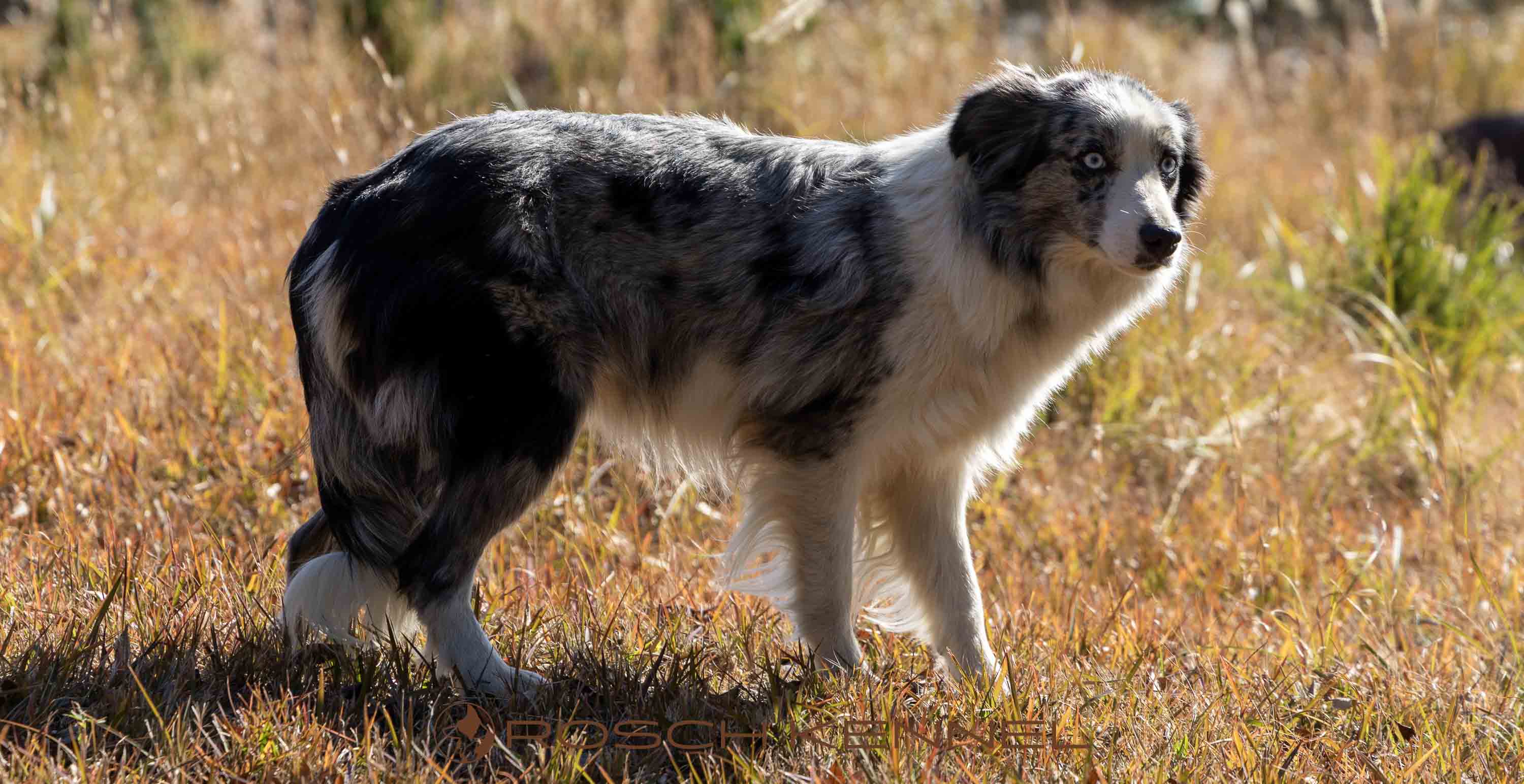 A Border Collie standing in a grassy field in Kirishima