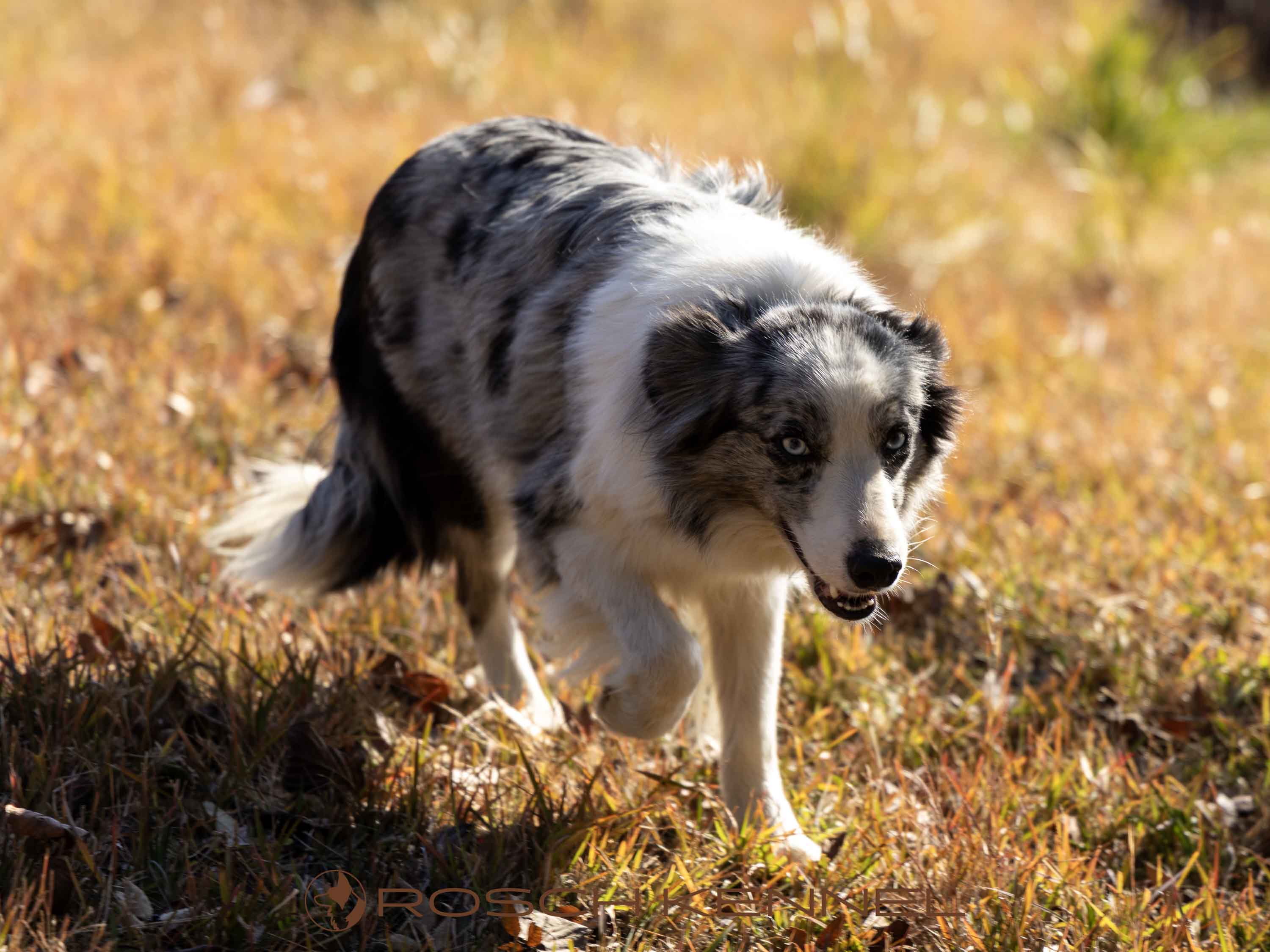 A Border Collie standing in a grassy field in Kirishima