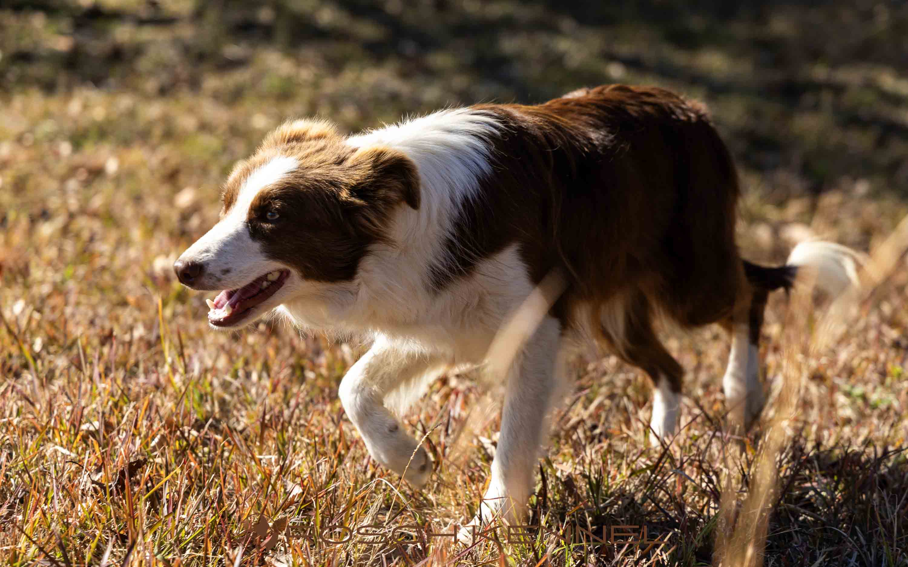 A Border Collie moving through a grassy field in Kirishima